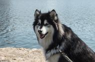 为何阿拉斯加禁养大型犬？安全考虑与法规解读