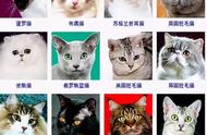 探索猫咪王国：详解全球猫咪品种大全