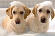 宠物沐浴露的重要性：为何选择专用产品给狗狗洗澡？