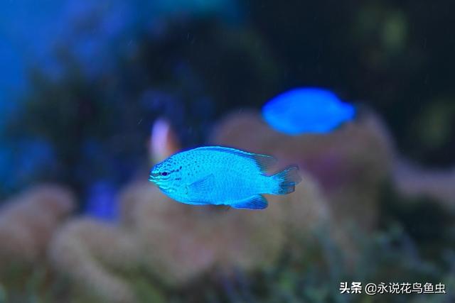 日本水族馆的蓝宝石魔鬼鱼