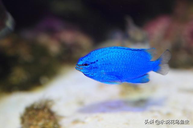 日本水族馆的蓝宝石魔鬼鱼