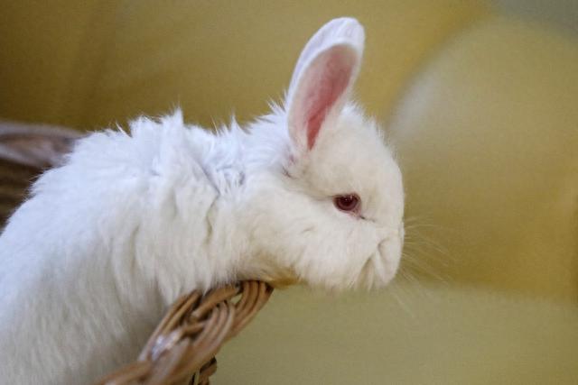 毛茸茸的安哥拉兔子慵懒的样子看上去很萌