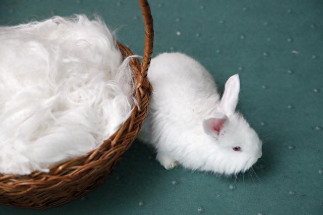 毛茸茸的安哥拉兔子慵懒的样子看上去很萌
