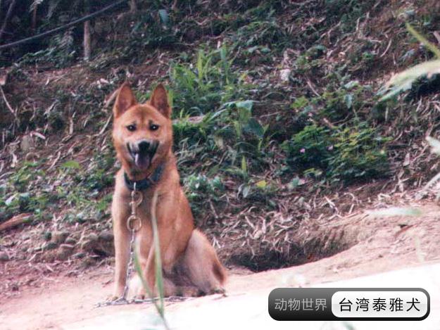 中国亟待拯救的本土犬种