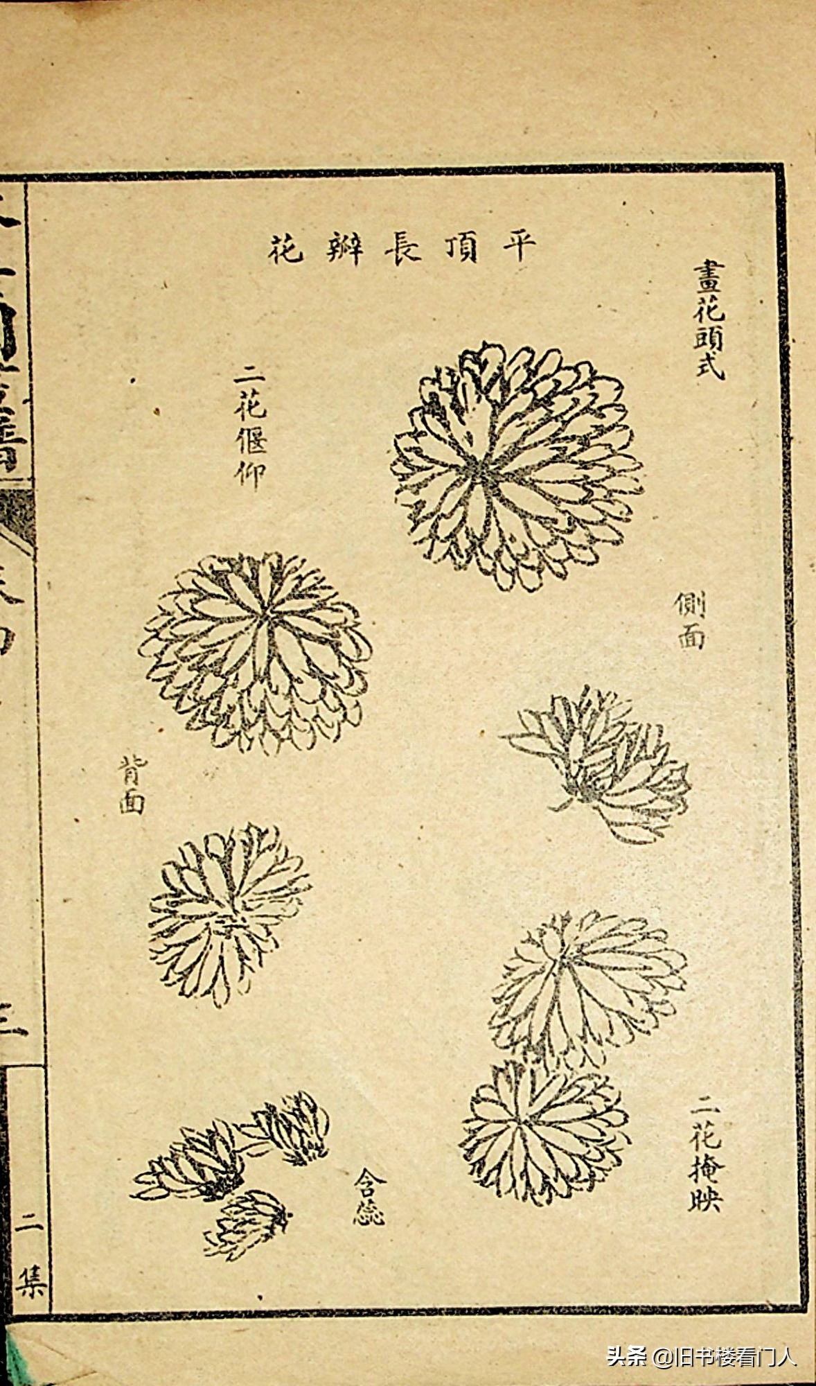 艺术类学画必修之书－《芥子园画谱·菊谱》