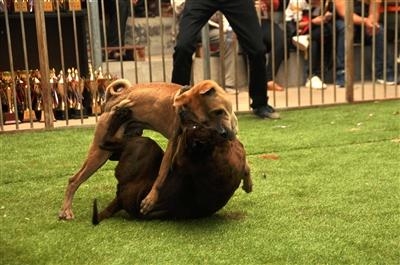 战斗力不输比特犬，却常被人忽视的中华田园犬，已经快绝迹了