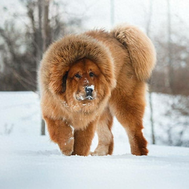 「藏獒特辑」：世界上最古老的稀有犬种，最后一张太像狮子了