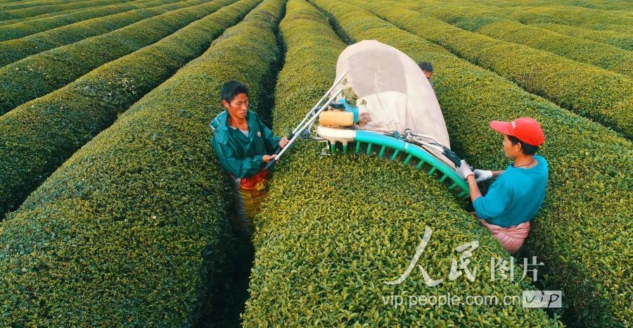 江西泰和：冬茶采摘忙