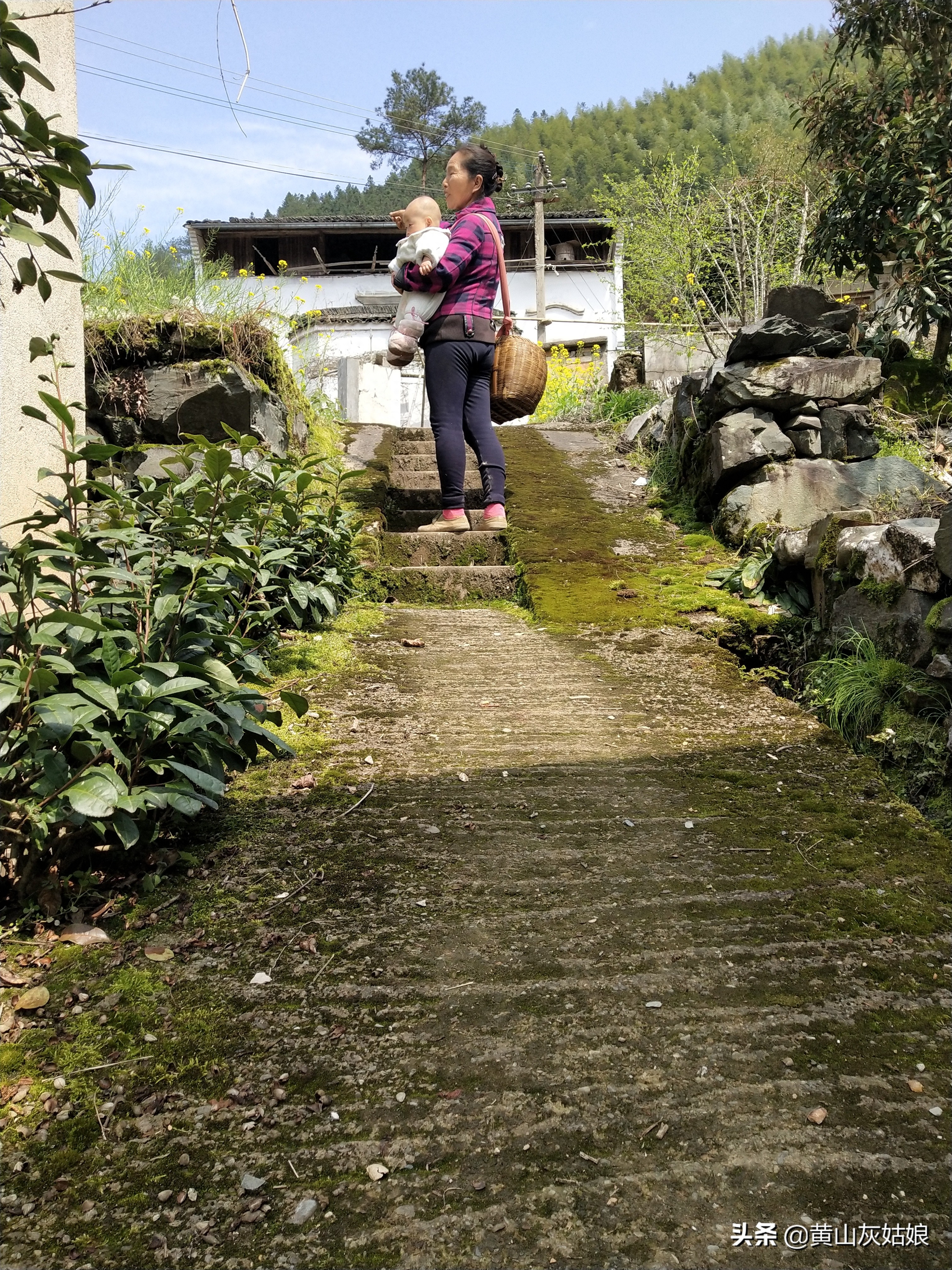 黄山毛峰-富溪核心产区，茶农忙碌的生活，采茶卖茶