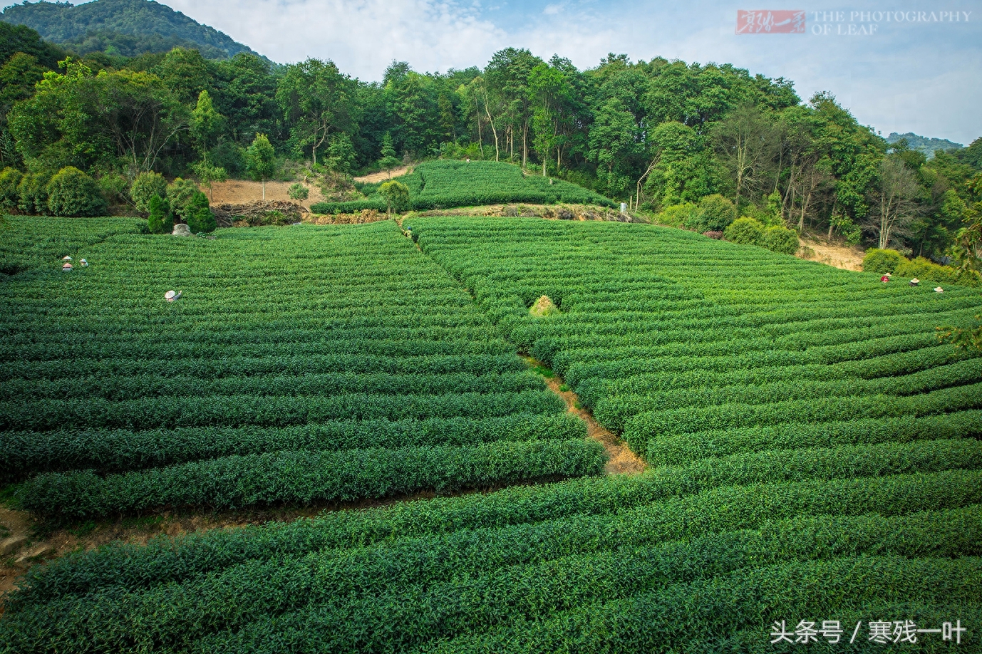 别再花冤枉钱了！茶农告诉你什么是正宗西湖龙井，市场很少能买到