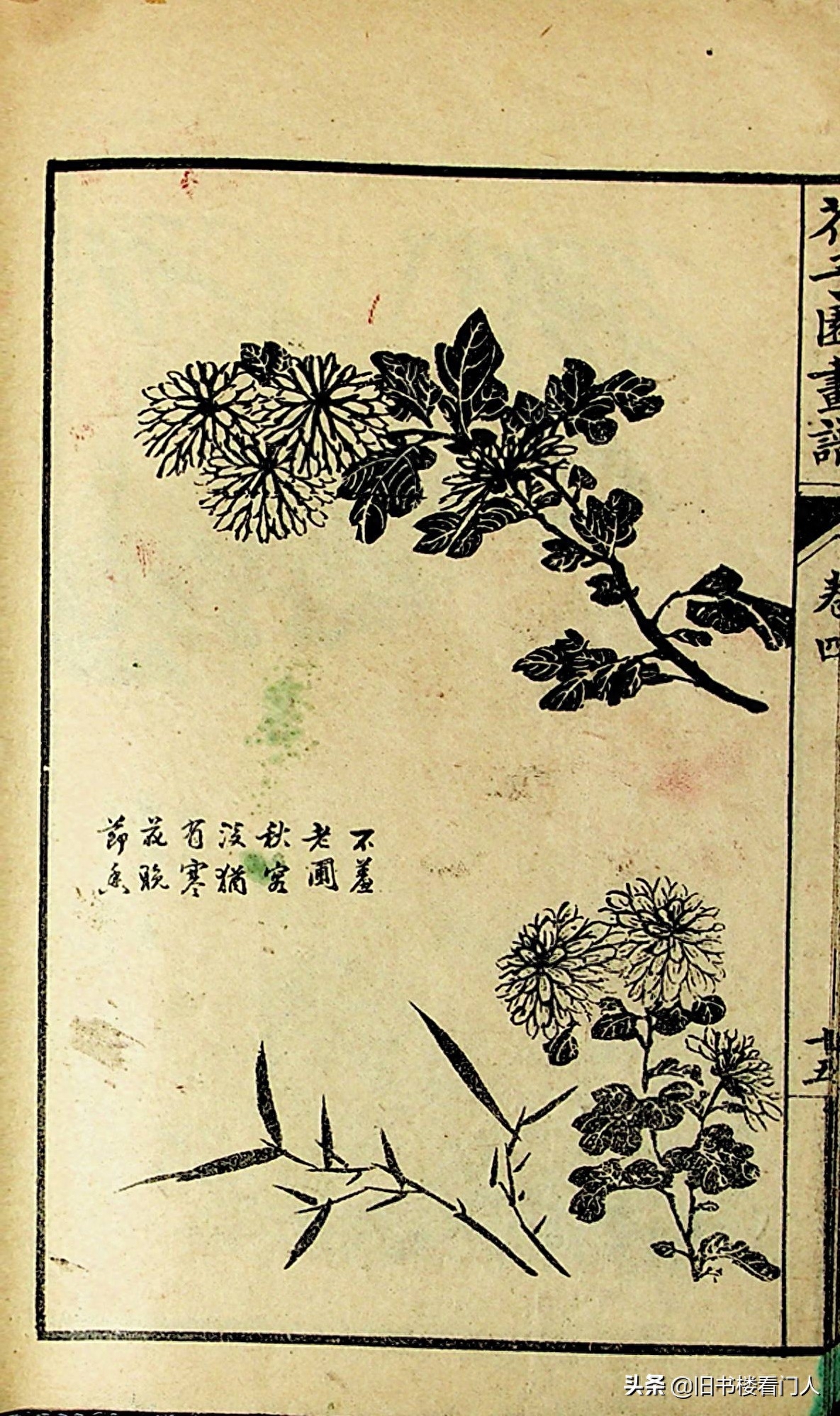 艺术类学画必修之书－《芥子园画谱·菊谱》