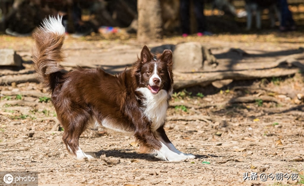 世界上智商排名第一的犬--边境牧羊犬