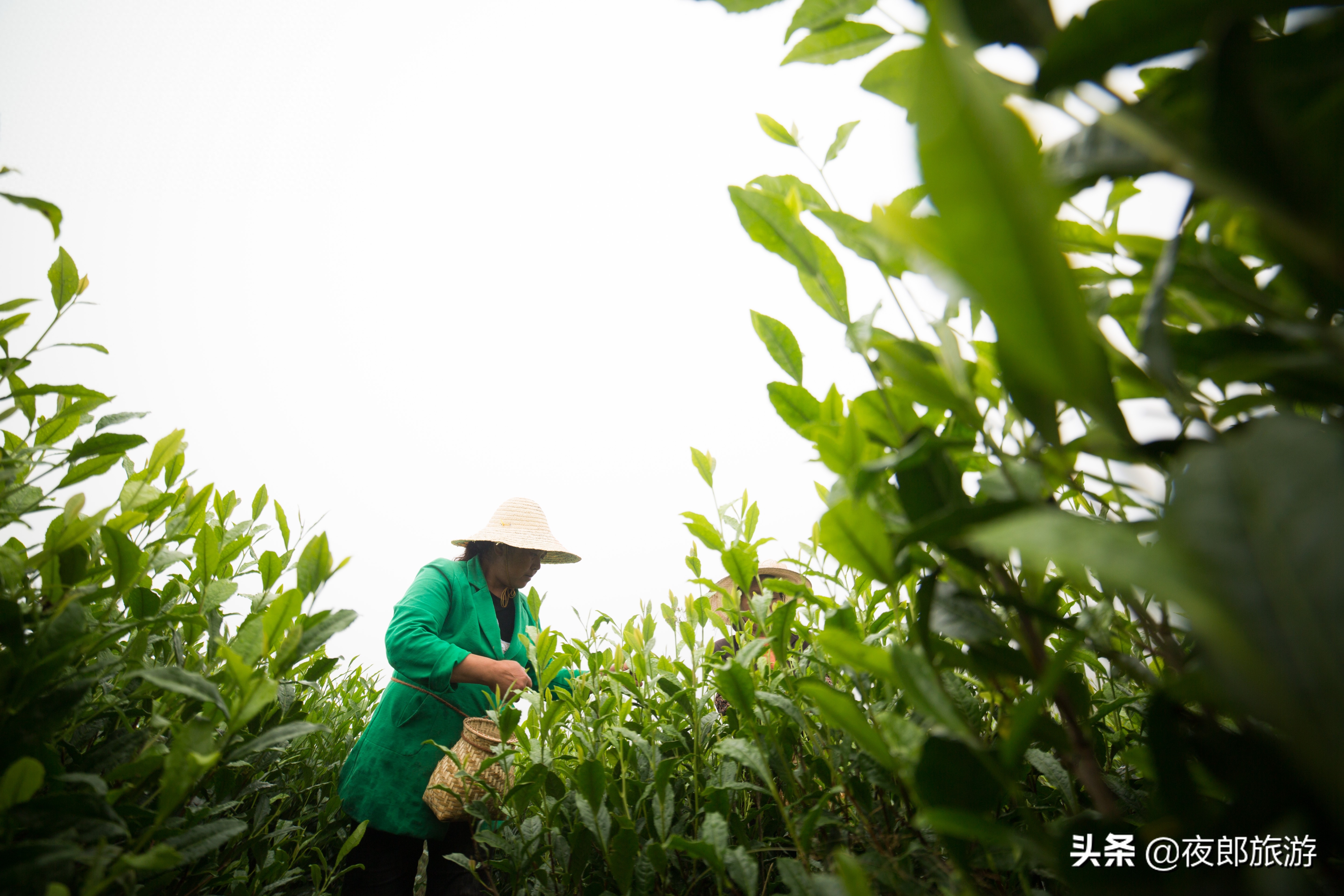 贵州大方：云山雾绕采夏茶