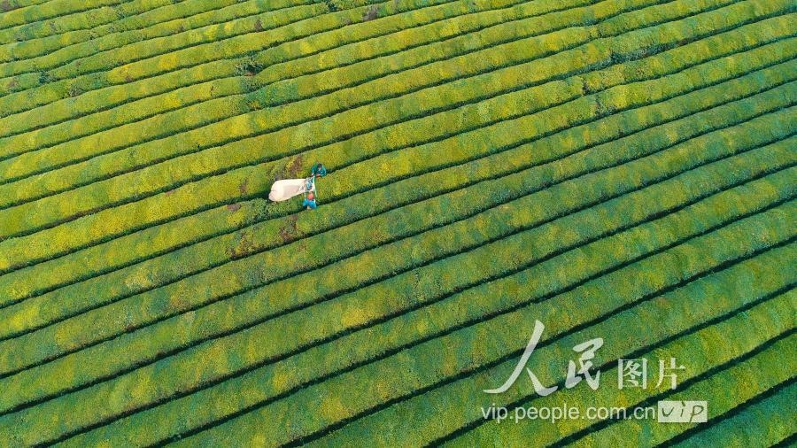 江西泰和：冬茶采摘忙