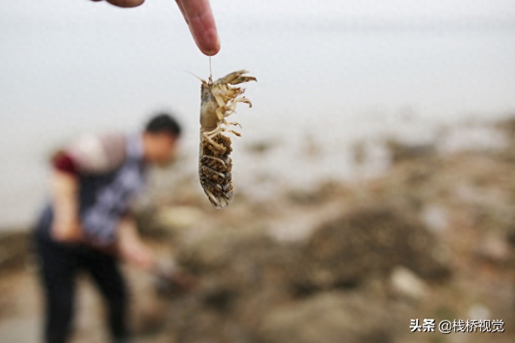 绝活！老青岛用毛笔钓虾虎