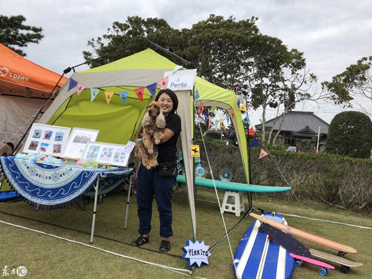 会冲浪的英国可卡犬在日本海浪引起围观