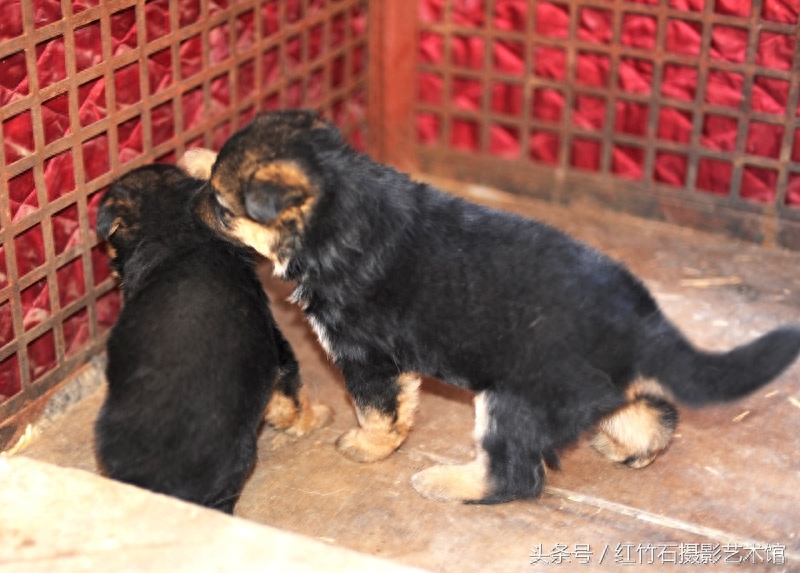 世界十大名犬威武德国牧羊犬幼犬图集呆萌又严肃看了你也想养一只