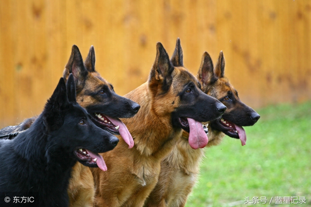 德国牧羊犬 世界犬类智商排行第3位 German Shepherd 德国牧羊犬