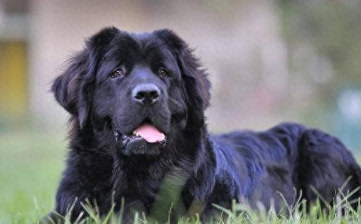 动物图集：纽芬兰犬图集1