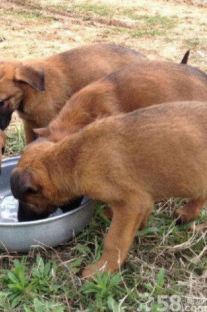 宠物图集：比利时马林诺斯犬