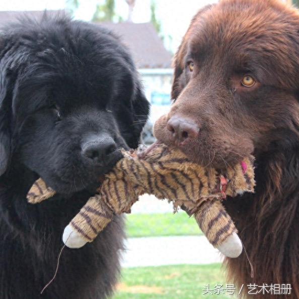 看起来跟一般狗狗差不多的两只纽芬兰犬，站起来我吓到了