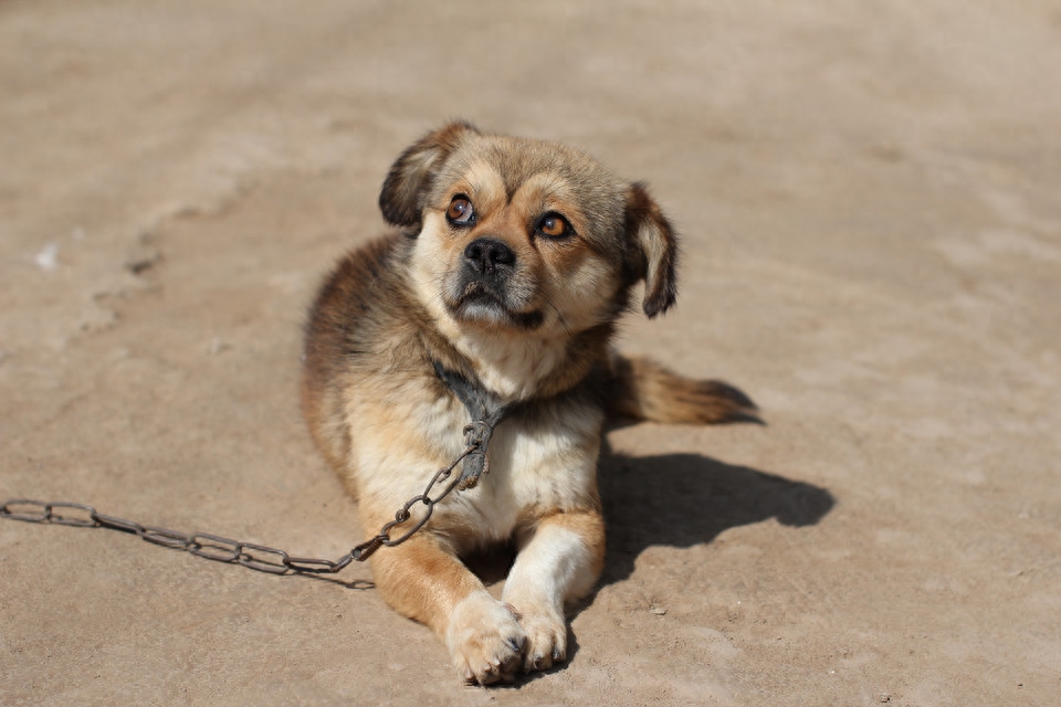 中华田园犬中的三大名犬，重庆就有一种，却濒临灭绝！