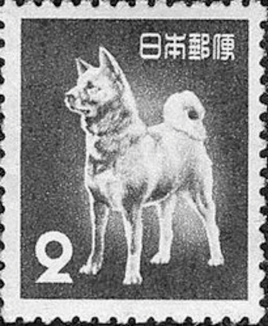 大名鼎鼎的日本秋田犬 真实的八公照片