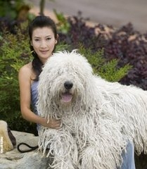 怀念旧主人而不吃不喝，世界第一衷心犬：波利犬太萌