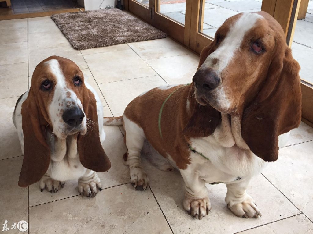 英国巴吉度犬眼皮太厚，视力几乎失明，一个去褶皱手术换回视力