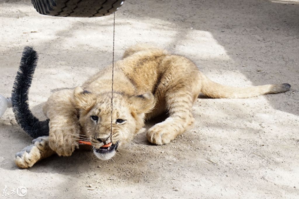 钓虾钓到一只猫，腻歪上不走了——要不要养起来呢？