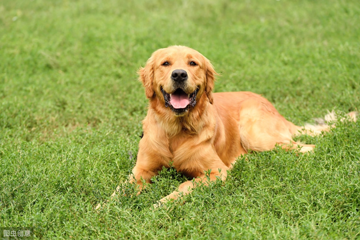 200多种狗狗，按鲜明特点分成7个犬种分组，新手养狗必看