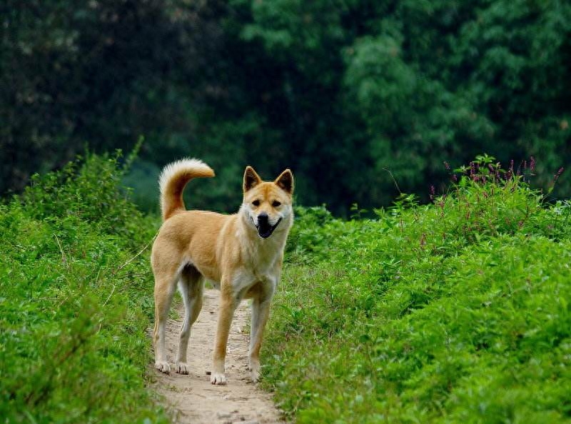 动物图集：中华田园犬