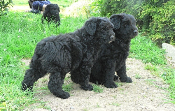 高清动物图集：波兰德斯布比野犬高清图片