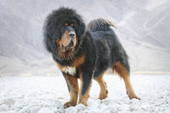 藏獒 Tibetan Mastiff