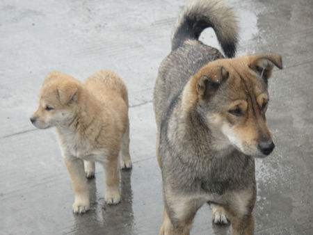 中华田园犬也有这么多分类完全不输名贵犬