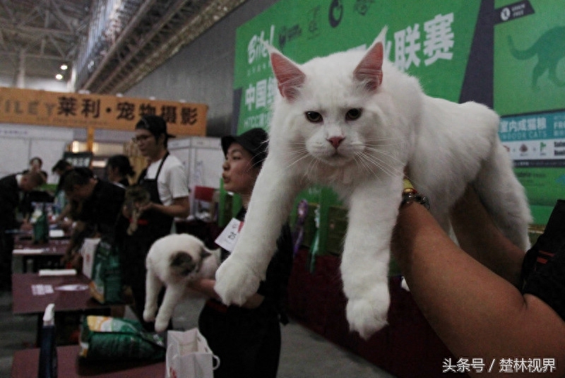 中国纯种猫职业超级联赛在武汉举行 这可是宠物猫的专业级比赛