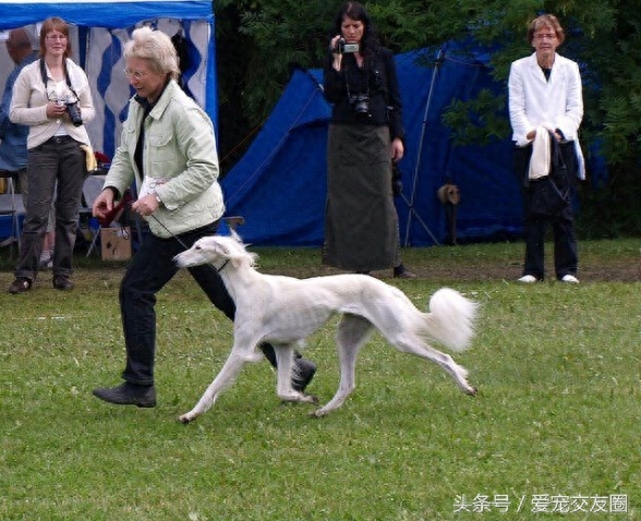 历史古老，个性活泼友善，来自阿拉神的赠物萨路基猎兔犬