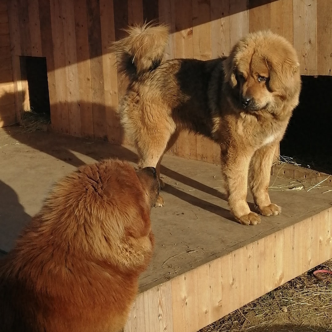 「藏獒特辑」：世界上最古老的稀有犬种，最后一张太像狮子了